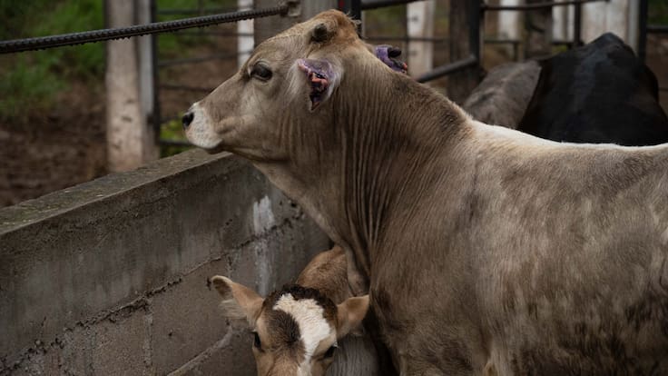 Aumentan a siete los casos de gusano barrenador en Estado de México