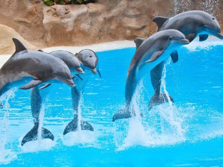 Prohíben la participación de delfines en espectáculos en la CDMX