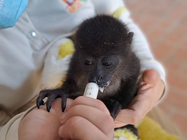 Mueren dos monos saraguatos a cargo de Semarnat: esto es lo que sabemos