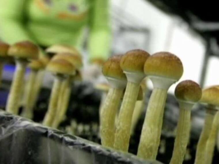 Denver vota a favor de despenalizar los hongos alucinógenos