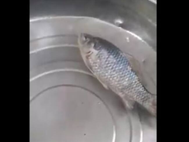 Pez congelado revive cuando entra en agua caliente