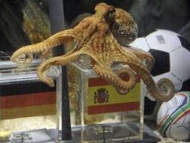 Pulpo 'adivino' vaticina triunfo de España ante Alemania