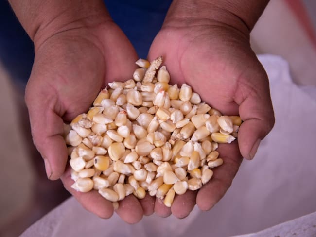 La Suprema Corte mantiene suspensión para siembra de maíz transgénico