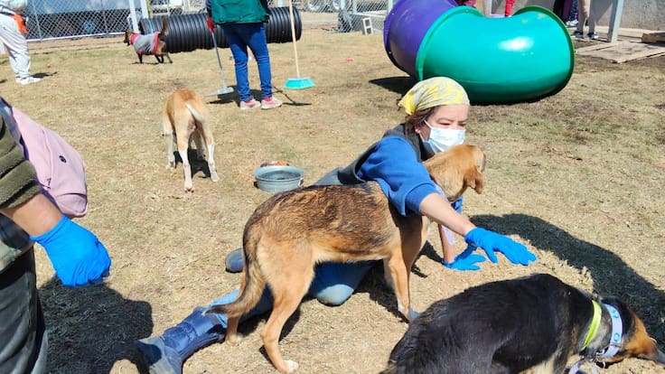 Animalistas confirman buen estado de perros trasladados del Refugio Franciscano