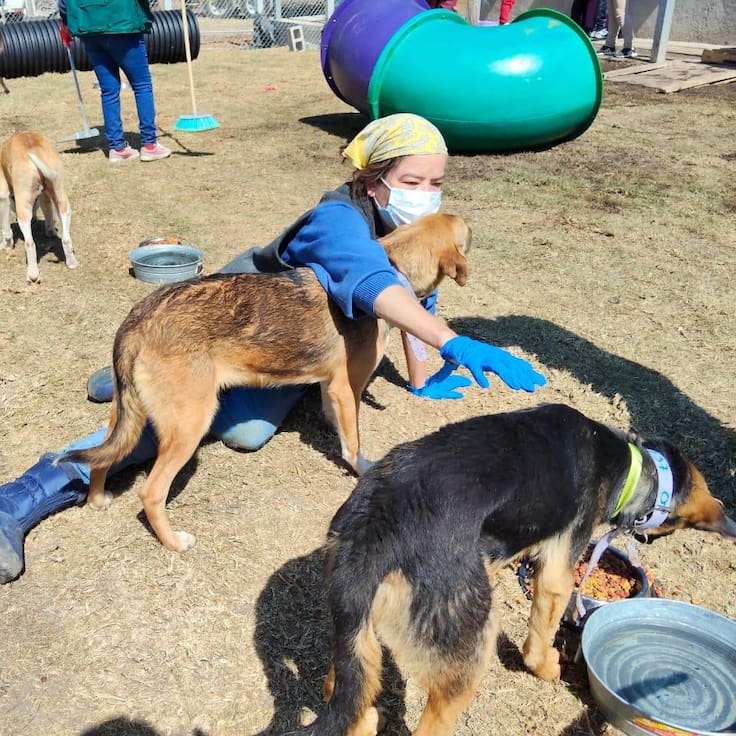 Animalistas confirman buen estado de perros trasladados del Refugio Franciscano