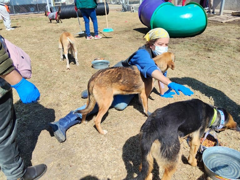 Animalistas confirman buen estado de perros trasladados del Refugio Franciscano