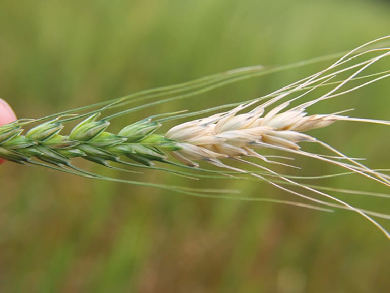 El fusarium graminearum afecta cultivos como el trigo, la cebada, el maíz y el arroz.