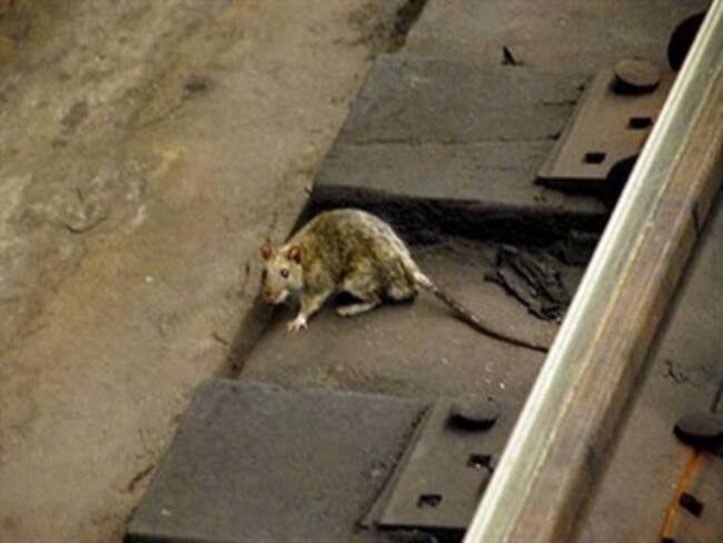 Hallan ratas en el metro. Juan Naranjo desde Nueva York. 12/03/13