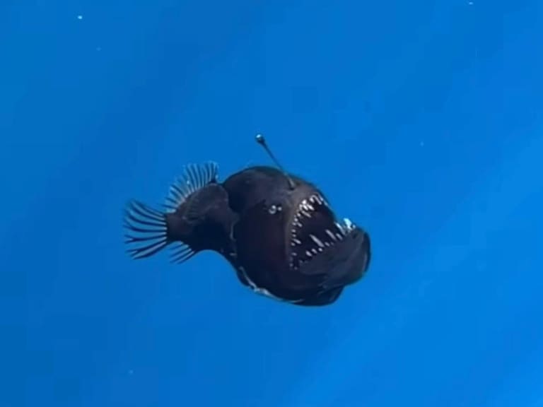 El pez fue visto en Tenerife, España, en un avistamiento histórico que terminó con su fallecimiento.