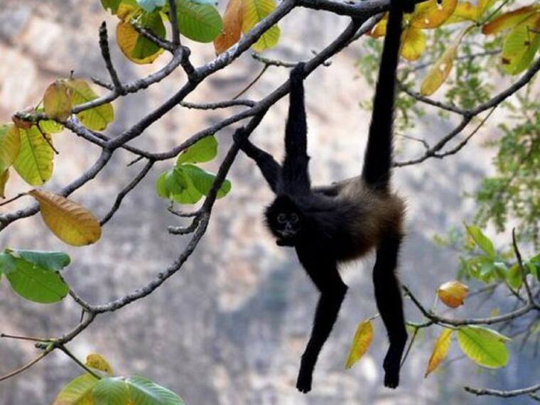 SOPITAS: Llega al Cañón del Sumidero una cría hembra de mono araña