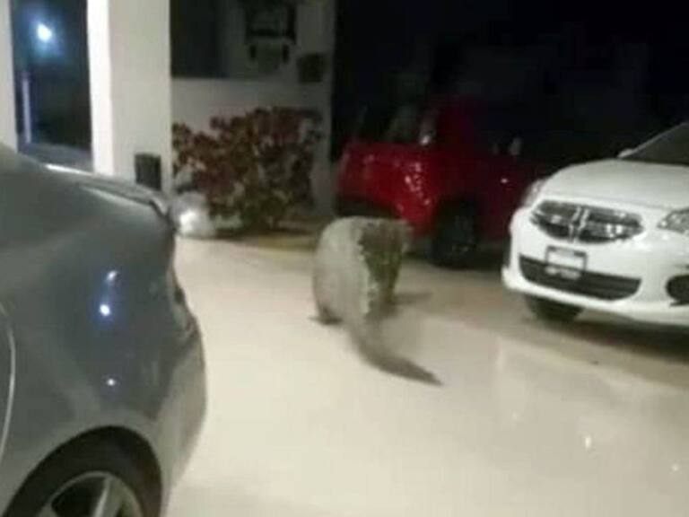Capturan cocodrilo dentro de una agencia en Puerto Vallarta