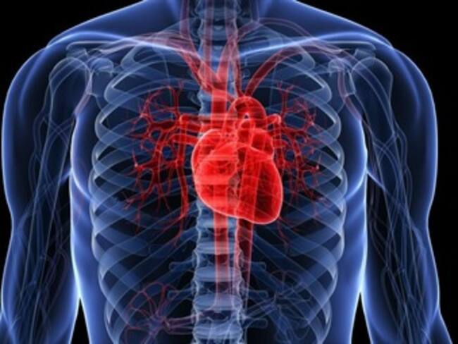 ¿Tienes idea de cómo funciona nuestro corazón?