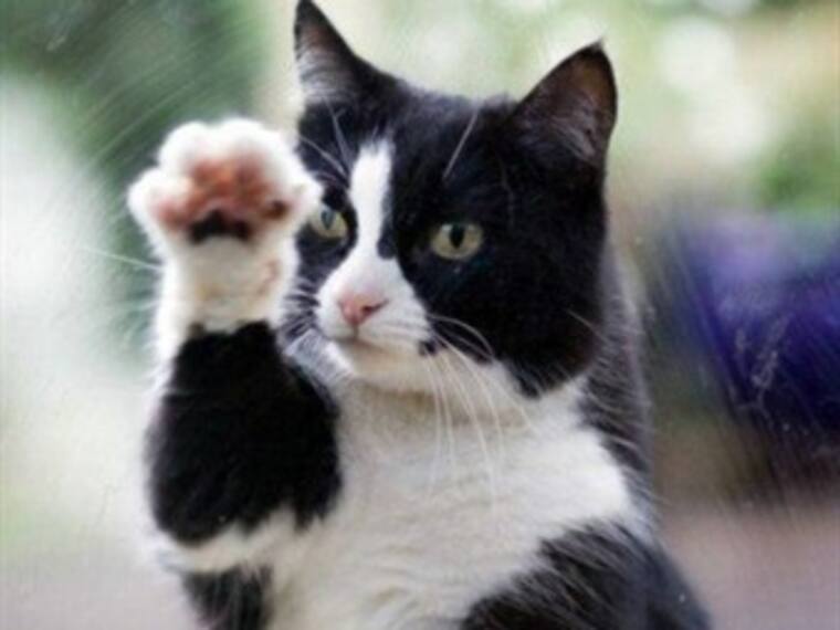 Infección por arañazo de gato. Arieh Goldberg, médico. 10/02/13