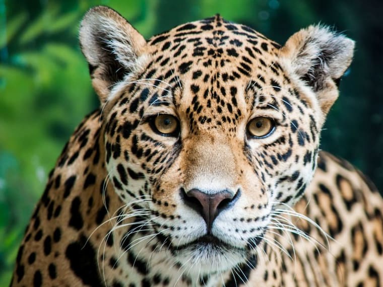 Operación Jaguar: Salvemos a esta especie