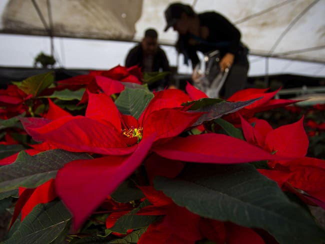 5 tips para cuidar tu Nochebuena y que no creerías que funcionan