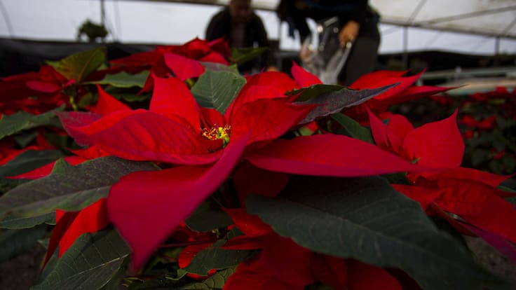 5 tips para cuidar tu Nochebuena y que no creerías que funcionan