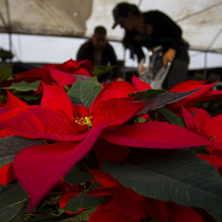 5 tips para cuidar tu Nochebuena y que no creerías que funcionan