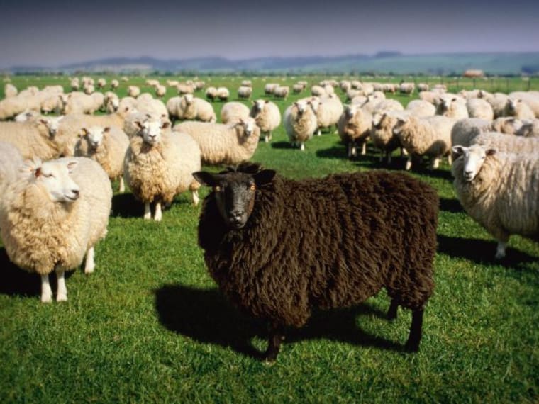 ¿Eres la oveja negra de la familia?