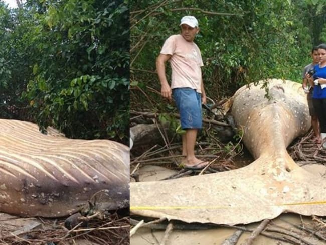 Misterio en el Amazonas: encuentran ballena en medio de la selva