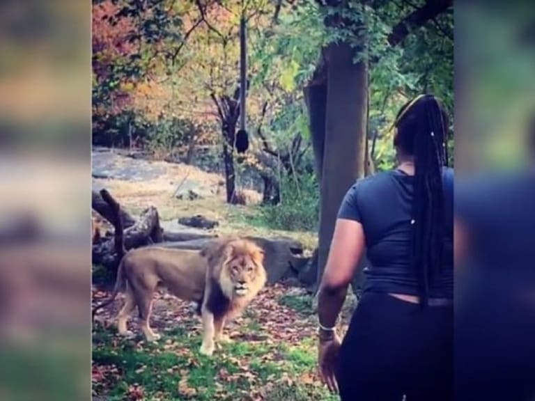 Mujer burla seguridad y se mete a saludar a los leones