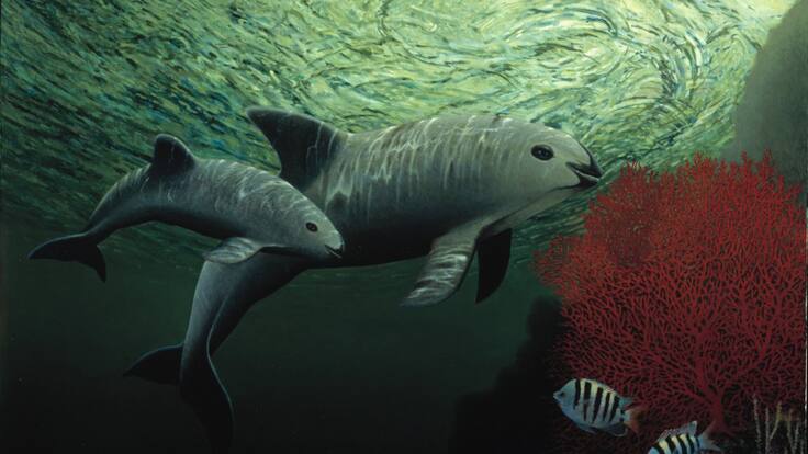 Vaquita marina: Las medidas de protección y conservación que están marcando la diferencia