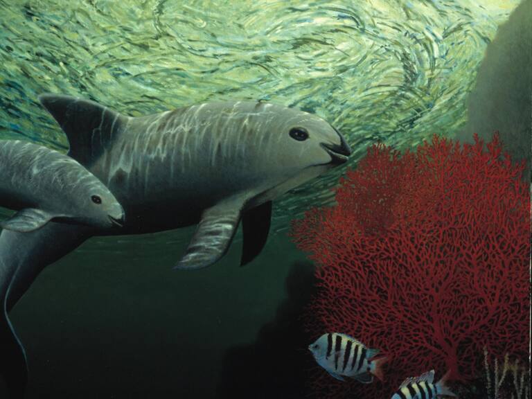 La vaquita marina a punto de la extinción en México