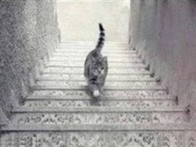 La polémica del gato: ¿sube o baja las escaleras?