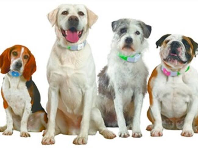 ¡Ya podrás localizar a tu mascota en caso de extravío!