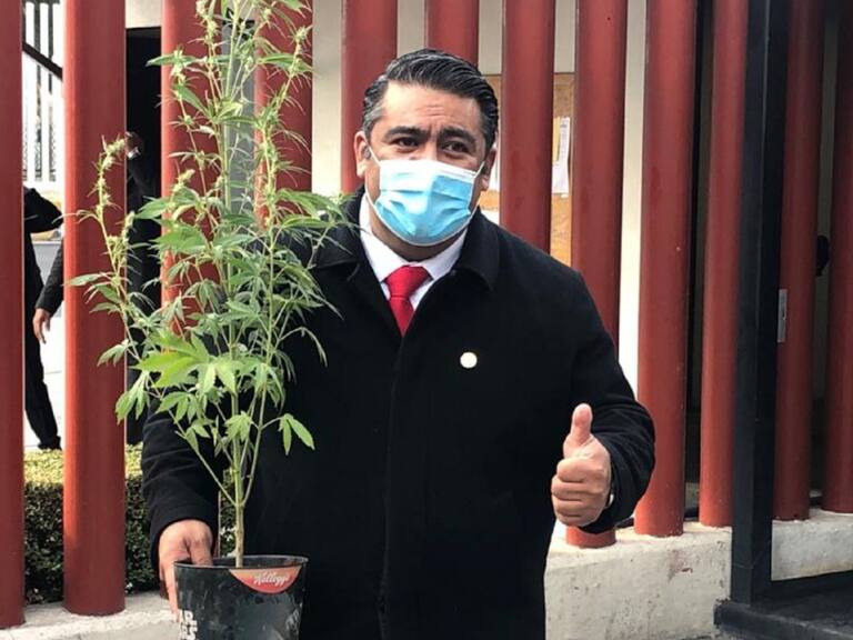 Diputado Morena busca plantar mariguana en jardín de San Lázaro
