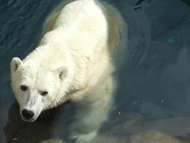 Muerte de la última osa polar.'El reino animal' con Marielena Hoyo