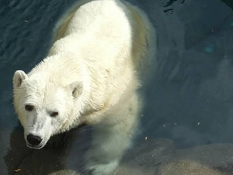 Muerte de la última osa polar.'El reino animal' con Marielena Hoyo