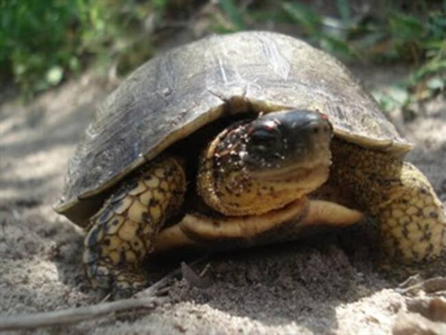 Regalos con causa.Margarita Campuzano,directora de comunicación del centro mexicano