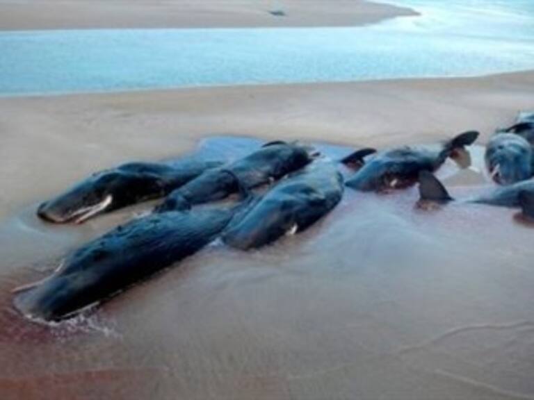 Mueren 58 ballenas en Nueva Zelanda tras quedarse varadas