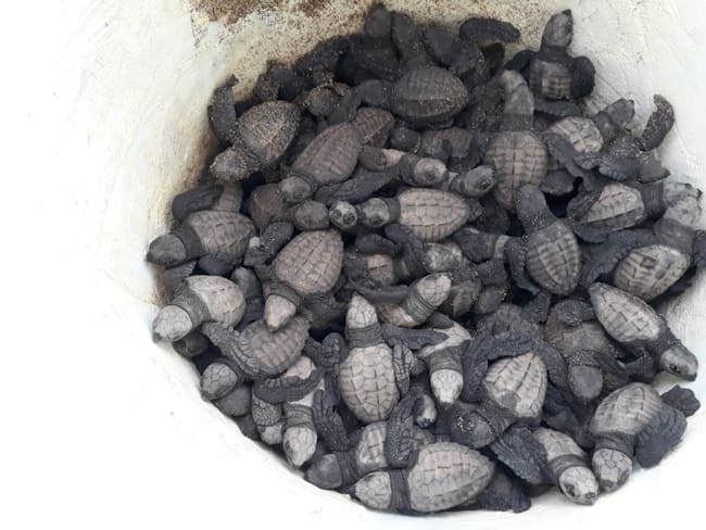 Nacen más de 100 tortugas marinas en Puerto Vallarta