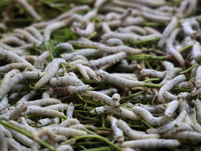 Helmintosis: Infestación por lombrices