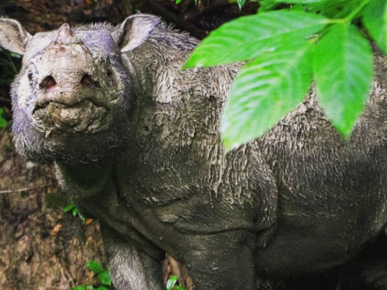 Hemos perdido a Tam el último rinoceronte macho de Sumatra en Malasia