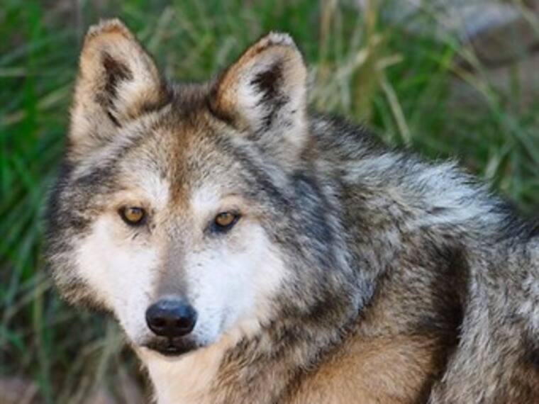 Lobo mexicano. Maria Elena Hoyo, activista por los derechos de los animales. 09/03/13