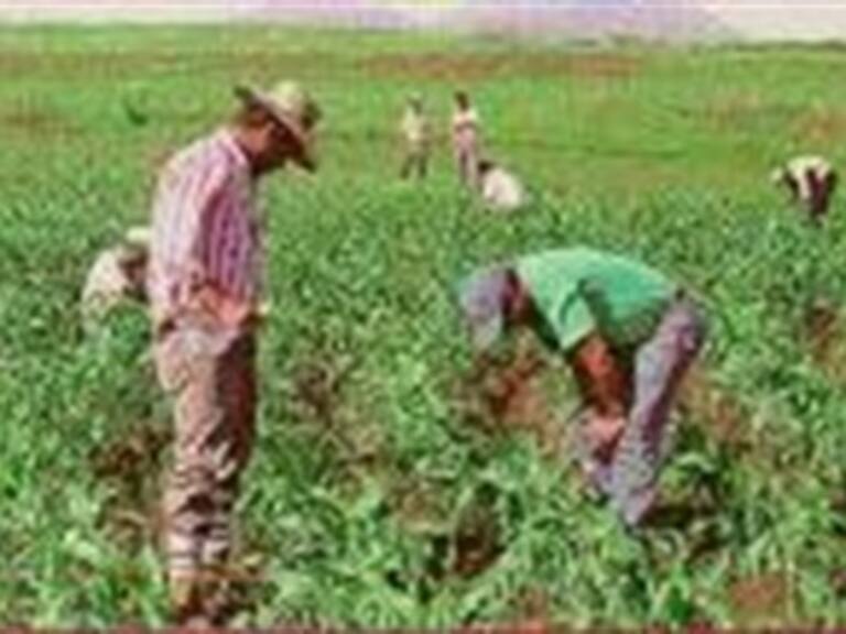 Distribuye Banco Mundial ayuda por 60.5 mdd para campo mexicano