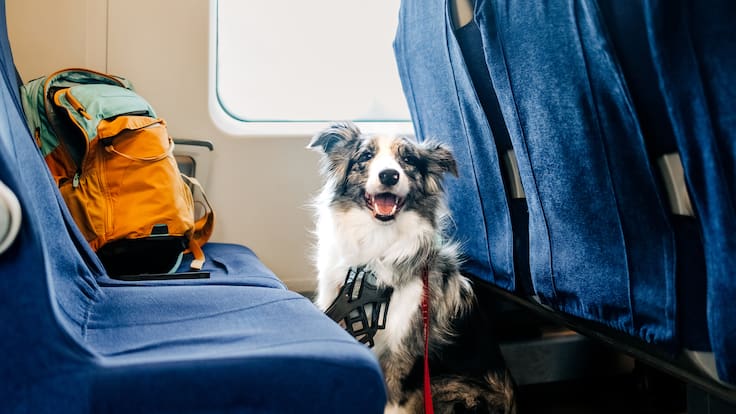 Martha Debayle: Top 7 cosas que debes saber antes de subir a tu mascota a un avión