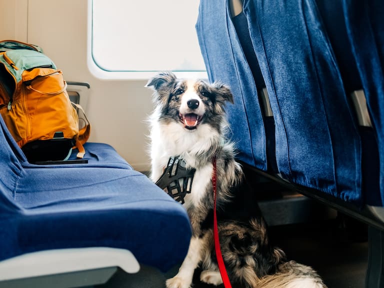 Todo lo que debes saber antes de viajar en avión con tu mascota