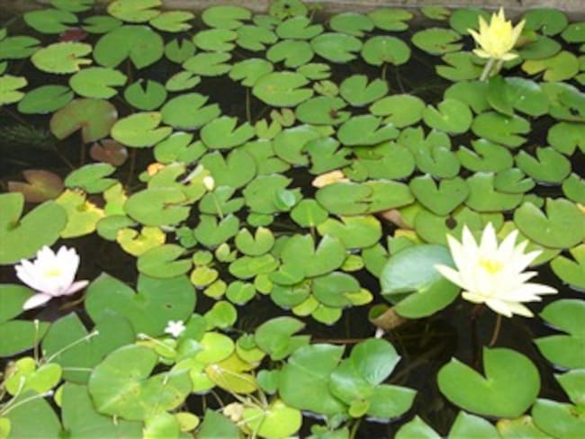 'Estanque de los nenúfares' de Monet se subastará en Nueva York