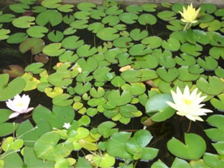 'Estanque de los nenúfares' de Monet se subastará en Nueva York