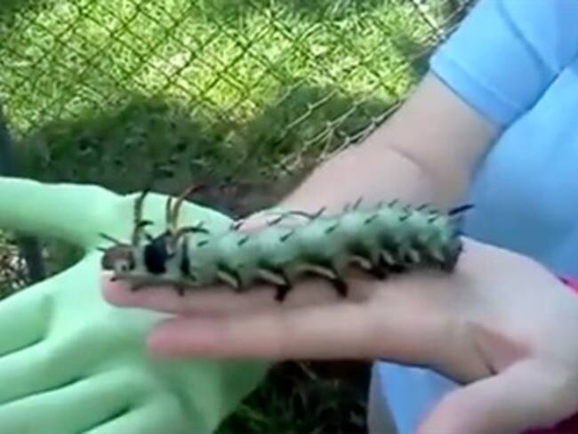 Hallan oruga gigante y con 'cuernos'