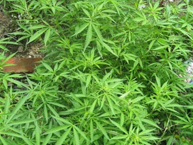 Oficializarán uso medicinal de marihuana en Arizona