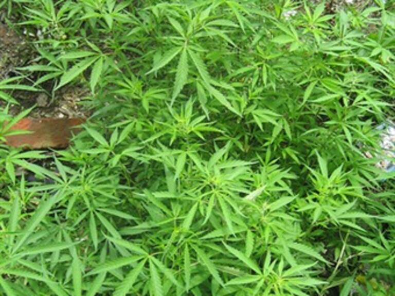 Oficializarán uso medicinal de marihuana en Arizona