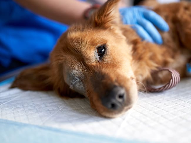 Aumentan los casos de parvovirus canino en Yucatán: síntomas y cómo evitarlo