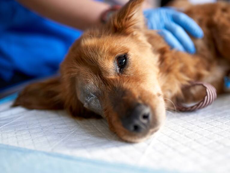 Aumentan los casos de parvovirus canino en Yucatán: síntomas y cómo evitarlo