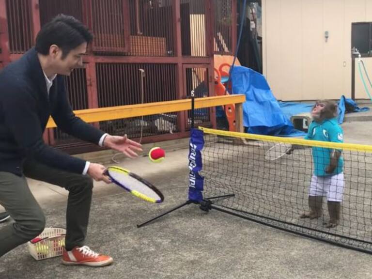 Un japonés entrena a su mono para que juegue tenis con él