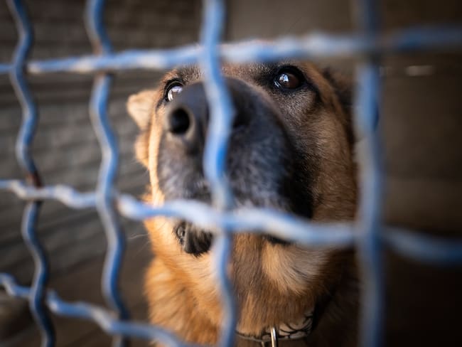 Alerta sanitaria: Detectan primer caso de gusano barrenador en un perro en CDMX