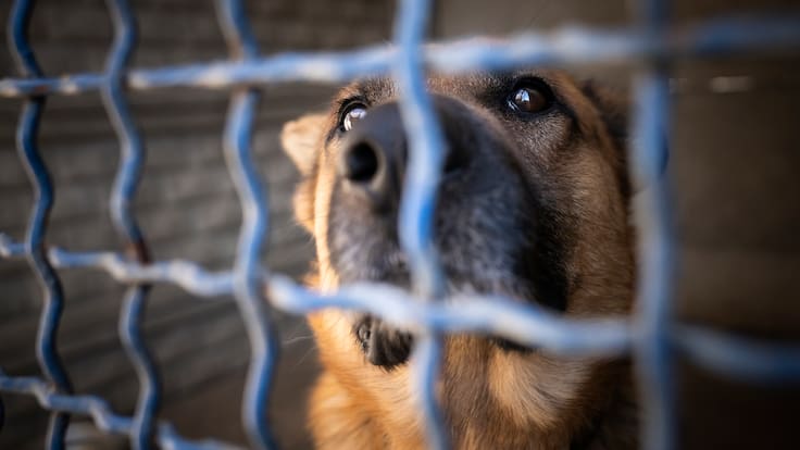 Alerta sanitaria: Detectan primer caso de gusano barrenador en un perro en CDMX